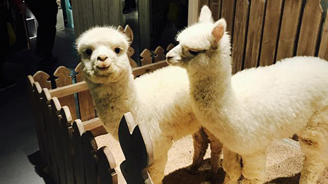 家居賣場開動物樂園，羊駝、土撥鼠等600只動物齊聚